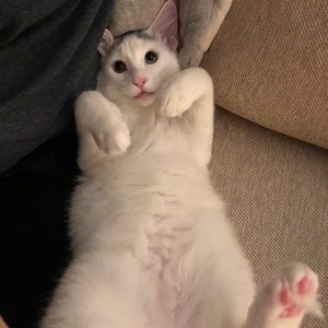 Meet your Posher, Savannah